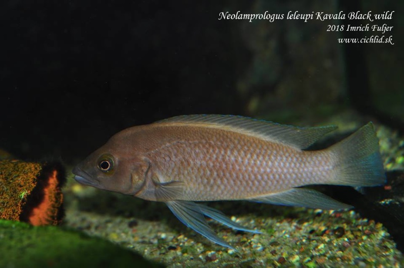 Neolamprologus leleupi 'Bilila (Kavala) Island'